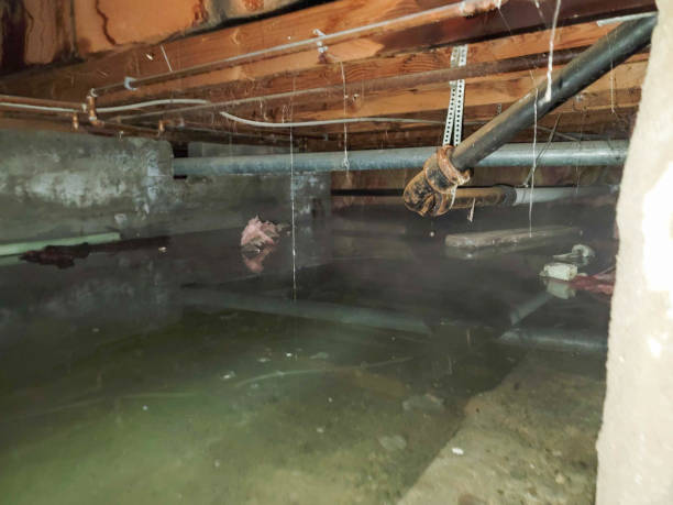 Best Carpet water damage restoration  in Hayfork, CA